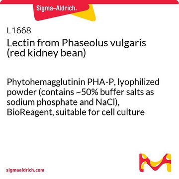 Lectin from Phaseolus vulgaris (red