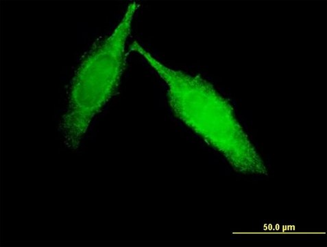 Monoclonal Anti-DKFZp434B1231 antibody produced in