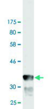 Monoclonal Anti-GRID1 antibody produced in