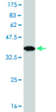 Monoclonal Anti-POU6F1, (C-terminal) antibody produced