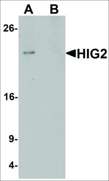 Anti-HIGD2A antibody produced in rabbit