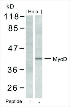 Anti-MYOD1 (Ab-200) antibody produced in