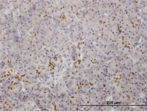 Monoclonal Anti-SOX9, (C-terminal) antibody produced
