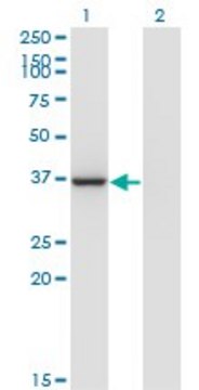 Monoclonal Anti-LZTFL1 antibody produced in