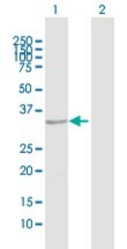 Anti-TNNT1 antibody produced in rabbit