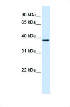 Anti-RASSF7 antibody produced in rabbit