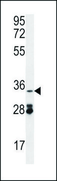 ANTI-OXNAD1 (C-TERM) antibody produced in