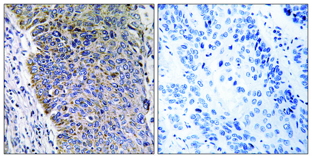 Anti-MGST3 antibody produced in rabbit
