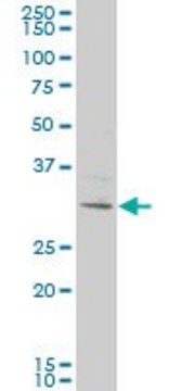 Monoclonal Anti-KCTD4 antibody produced in