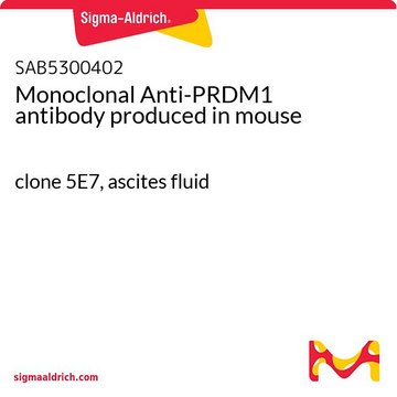 Monoclonal Anti-PRDM1 antibody produced in
