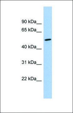 Anti-NKD1 antibody produced in rabbit
