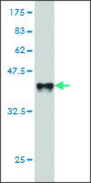 ANTI-BTLA antibody produced in mouse