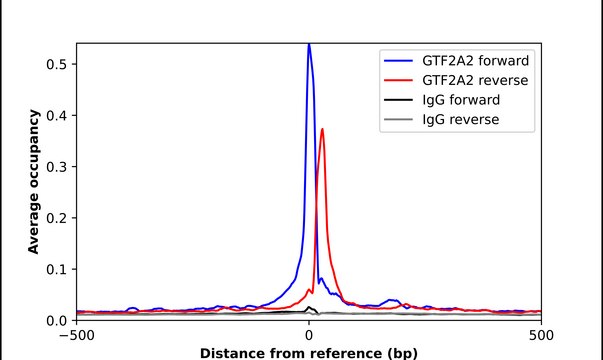 Anti-GTF2A2 antibody produced in rabbit
