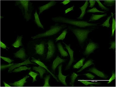 Monoclonal Anti-GAS2L3, (C-terminal) antibody produced