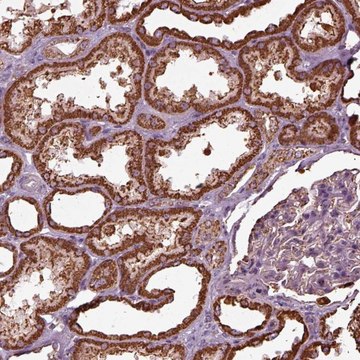 Anti-TMEM254 antibody produced in rabbit