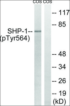 Anti-phospho-SHP-1 (pTyr???) antibody produced in