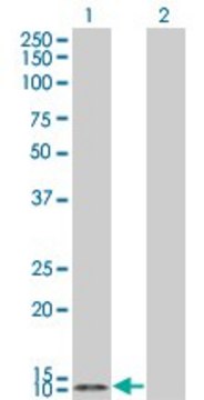 Monoclonal Anti-TCL1A, (C-terminal) antibody produced
