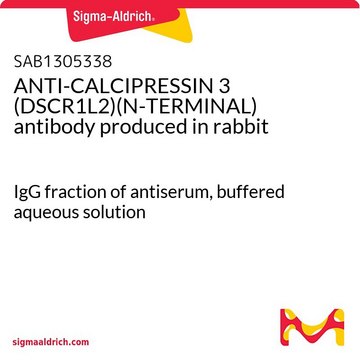 ANTI-CALCIPRESSIN 3 (DSCR1L2)(N-TERMINAL) antibody produced