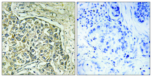 Anti-ARSD antibody produced in rabbit