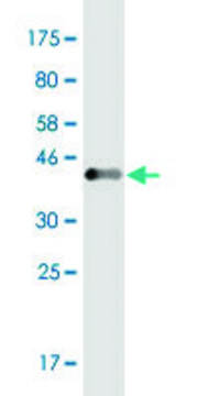 Monoclonal Anti-EVL, (C-terminal) antibody produced