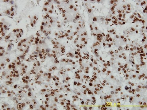 Monoclonal Anti-HMGB1 antibody produced in