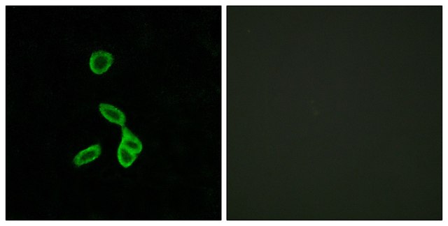 Anti-GALR1 antibody produced in rabbit