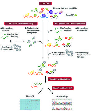 Imprint® RNA Immunoprecipitation Kit