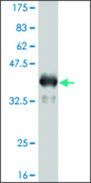 ANTI-TLR9 antibody produced in mouse