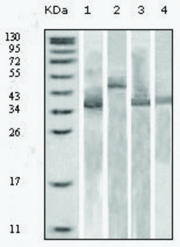 Monoclonal Anti-Thioredoxin (TRX) antibody produced