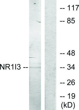 Anti-NR1I3 antibody produced in rabbit