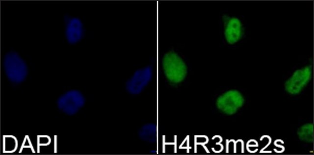 Anti-Histone H4R3me2s antibody produced in