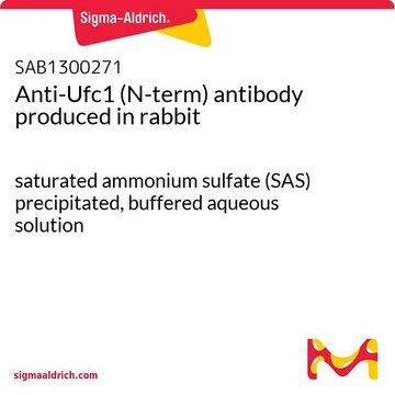 Anti-Ufc1 (N-term) antibody produced in