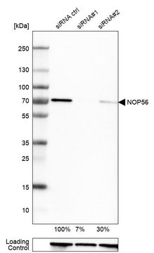 Anti-NOP56 antibody produced in rabbit