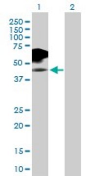 Anti-IL2RG antibody produced in rabbit
