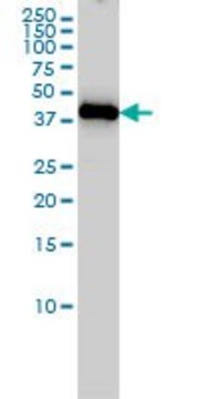 Monoclonal Anti-ING1 antibody produced in
