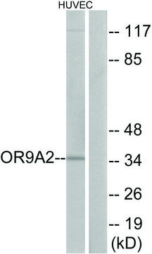 Anti-OR9A2 antibody produced in rabbit