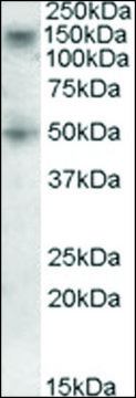 Anti-RNF139 (C-terminal) antibody produced in