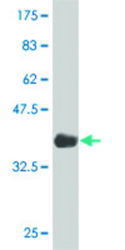 ANTI-NEUROG1 antibody produced in mouse
