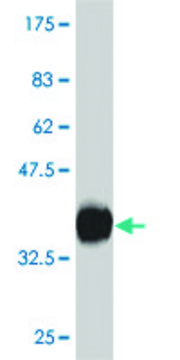 Monoclonal Anti-CXCR4 antibody produced in