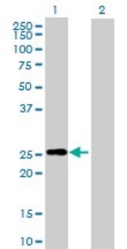 Anti-RND3 antibody produced in mouse