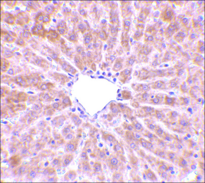 Anti-TIP47 antibody produced in rabbit