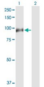 Anti-HAP1 antibody produced in rabbit