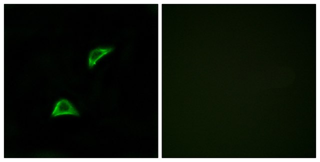 Anti-OR51A4 antibody produced in rabbit
