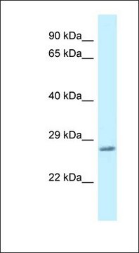 Anti-VAMP7 antibody produced in rabbit