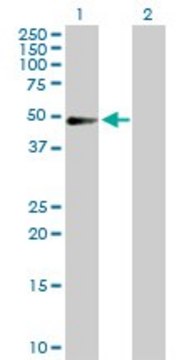 Anti-PDLIM7 antibody produced in rabbit