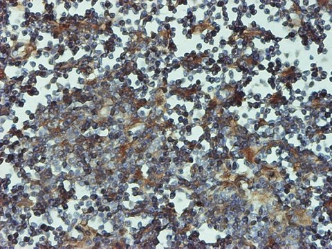 Monoclonal Anti-PSMB6 antibody produced in