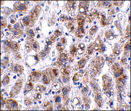 Anti-THEM2 antibody produced in rabbit