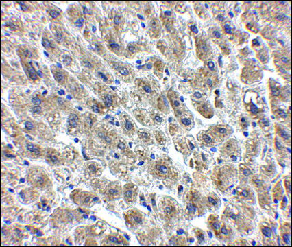 Anti-Albumin antibody produced in chicken