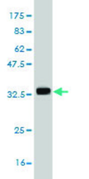 Monoclonal Anti-KCNE1 antibody produced in
