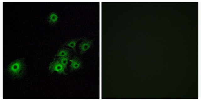 Anti-OR4C15 antibody produced in rabbit